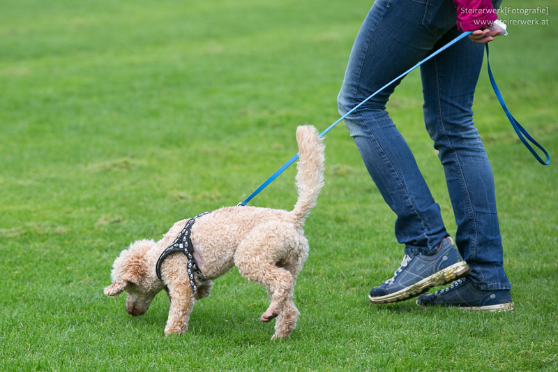 ausbildung hundetrainer 2582