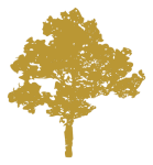 Paranüsse – fettig aber gesund