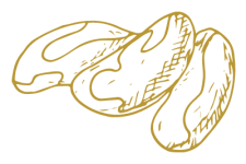 Paranuss Kerne Illustration