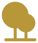 Pekannnuss Baum (stark vereinfachte Illustration)