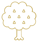 Edelkastanienbaum Illustration (stark vereinfacht)