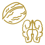 Walnuss mit Walnusskern