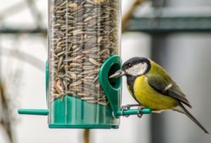 Sonneblumenkerne als Vogelfutter mit Vogel